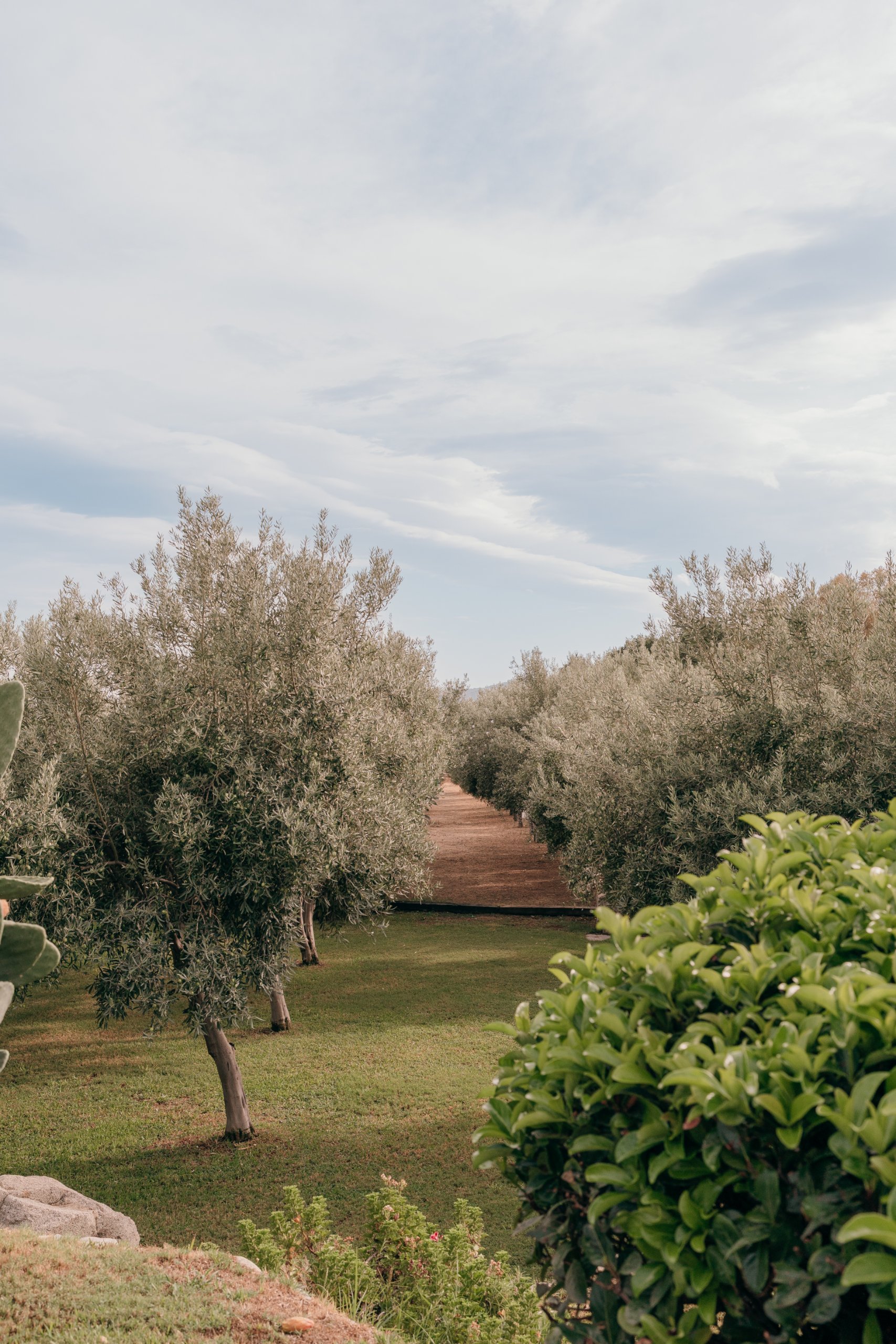 Wedding in Calabria (Tenuta Dalia, Isca sullo Ionio), September 2026 — photo 14 of 80 by Alessandro M.